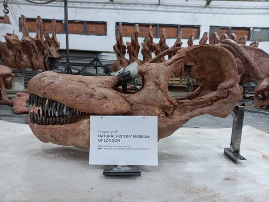 Las réplicas de los fósiles de este coloso (en este caso, el cráneo) se realizan en el Museo Paleontológico Egidio Feruglio, en Trelew, Argentina. / MEF.