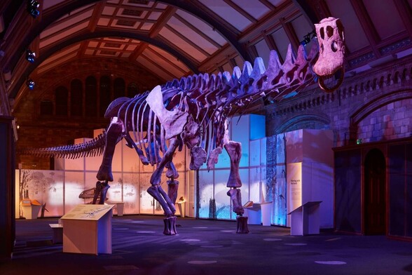 La celebridad: el 'Patagotitan mayorum', el mayor dinosaurio conocido hasta el momento, es deseado por los grandes museos del mundo. El último en adquirir una réplica de sus restos fósiles ha sido el Natural History Museum de Londres. / NHM