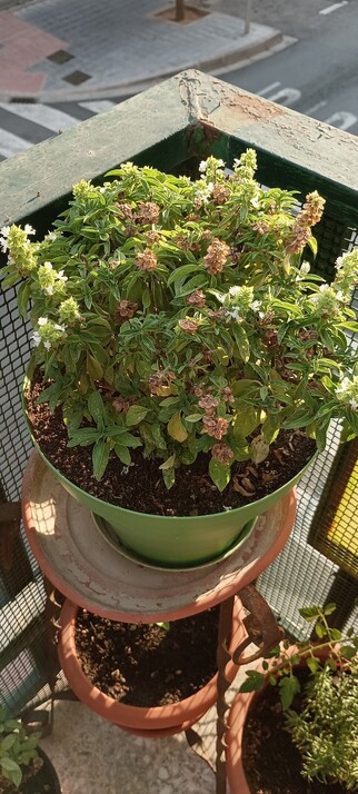 Planta de albahaca de un año de edad