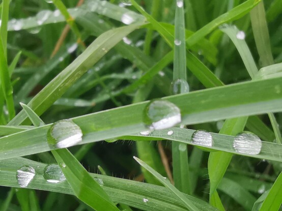 Foto horizontal.
Foto macro 
Tras el riego por aspersores del césped quedaron gotitas de agua en las hojitas del césped. 
Se establece un bonito contraste entre el color blanco de las gotas y el vivo verde de las hojitas de césped.