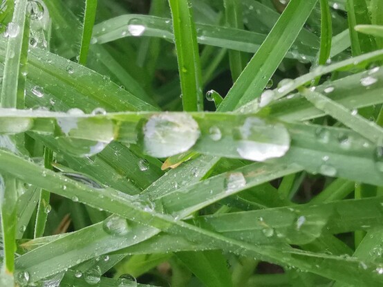Foto horizontal.
Foto macro 
Tras el riego por aspersores del césped quedaron gotitas de agua en las hojitas del césped. 
Se establece un bonito contraste entre el color blanco de las gotas y el vivo verde de las hojitas de césped.