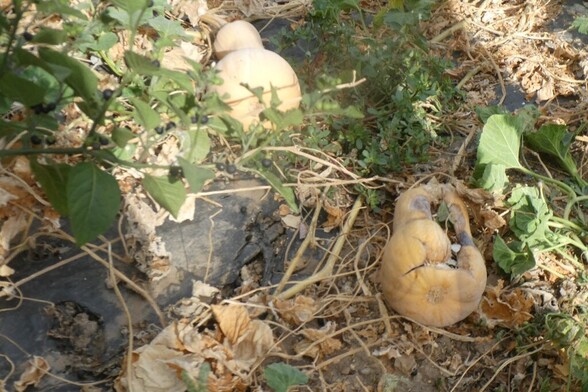 Calabazas en la mata que se están pudriendo.
