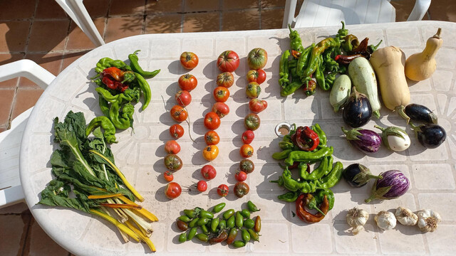 Cesta de la semana con Acelgas amarillas, pimientos, tomates, calabacines, berenjenas, ajos, calabazas y jalapeños.
