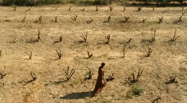 Una mujer pasea por un campo de tocones de árboles.