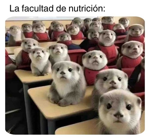La facultad de nutrición.

Se ve en una aula muchas nutrias prestando atención