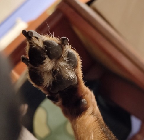Pata del perro