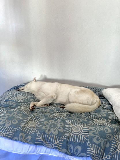 Foto de Indra dormidísima en la cama tumbada de lado, se la ve desde el lado de la barriga y tiene el rabo recogido tapando las patas de atrás.
Está dormida en una cama individual con una colcha azul con dibujos de flores y lineas blancas.