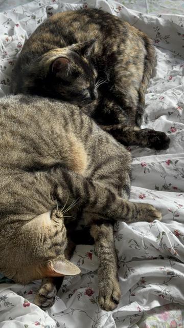una gata tabby dormida. acurrucada lado de ella una carey. ambas sobre una cama