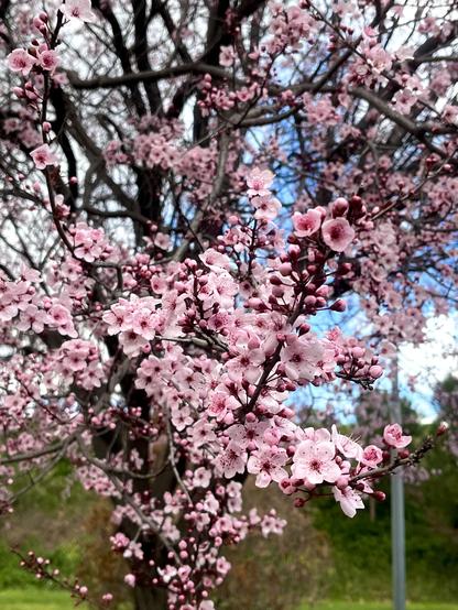 Foto de las flores de un almendro. Son flores con pétalos redondeados blancos y rosados en el interior. Estas en concreto se ven muy rosas. También se pueden los vilamentos de polen amarillo en el centro de la flor.
