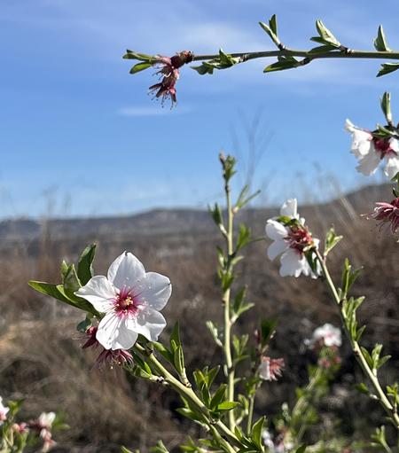 Foto de las flores de un almendro. Son flores con pétalos redondeados blancos y rosados en el interior. También se pueden los vilamentos de polen amarillo en el centro de la flor.  Este almendro en concreto era chiquito y las ramas son verdes.