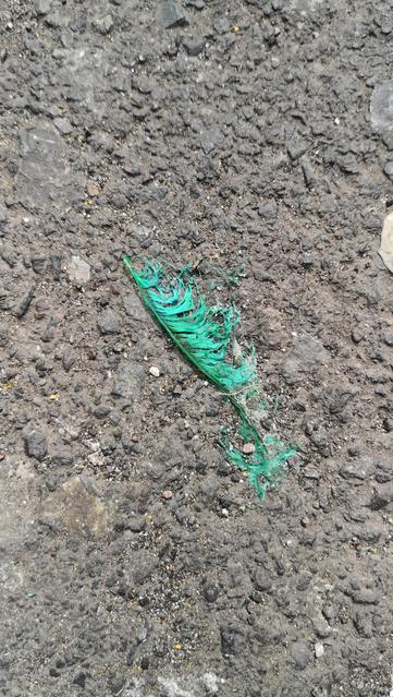 Pluma verde en el suelo d la calle. 