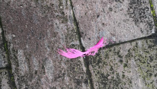 Pluma rosa en la acera. 