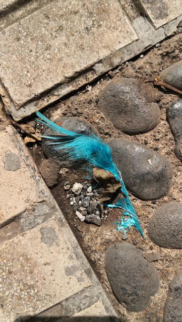 Pluma azul en la acera. 