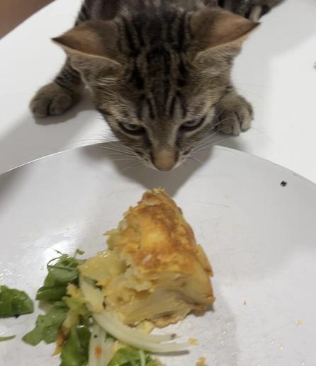 Foto en la que aparece un gatito pardo atigrado mirando muy fijamente y de muy cerca una tortilla de patata. El gatito está sobre una mesa blanca en la que hay un plato con un trozo de tortilla de patatas y una ensalada de canónigos. El gatito está tan concentrado en la tortilla que se le puede ver cara de asombro. La foto es de cuando mi gatito tenía 2 meses y era una de las primeras veces que inspeccionaba una tortilla de patatas.
