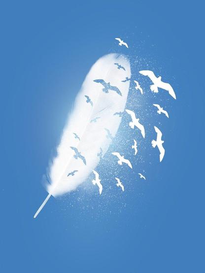 Pluma de ave sobre cielo azul