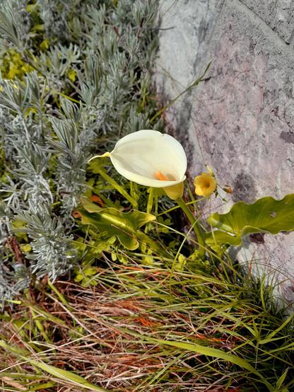 Una sensual cala (Zantedeschia aethiopica) no pregunta para ser guapa. Detrás, sin decir nada, observando, unas incipientes hojas de lavanda (Lavandula latifolia) sueñan el futuro perfume, envidiosas del hermoso cáliz blanco, y esa antera (pirulo) esperando la dispersión...