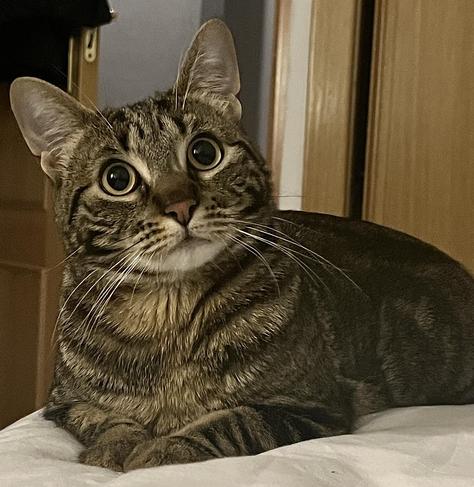 Foto en la que aparece un gato pardo atigrado tumbado boca abajo en una cama gris. El gato mira a cámara com expresión serena aunque un poco curiosa. tiene las patitas juntas, los bigotes bien peinados y las orejas bien atentas.