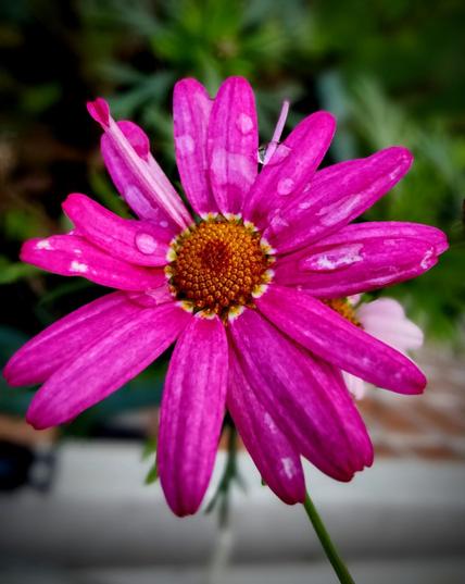 Una margarita magenta vibrante, cubierta de pequeñas gotas de agua, está en primer plano. Sus pétalos, numerosos y delicados, se extienden en todas direcciones. El centro de la flor es amarillo anaranjado y está rodeado por un anillo blanco cremoso. El fondo es borroso, con tonos verdes oscuros que sugieren follaje.  Se aprecian otros pétalos más pálidos y borrosos detrás de la margarita principal.