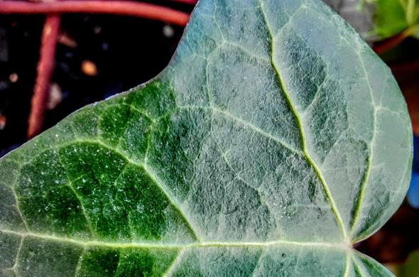 Primer plano de una hoja verde de hiedra. La textura de la hoja es visible, mostrando sus venas y una ligera capa blanquecina o translúcida en algunas zonas. El fondo está ligeramente desenfocado, mostrando parte de una maceta de color marrón rojizo y tierra oscura.