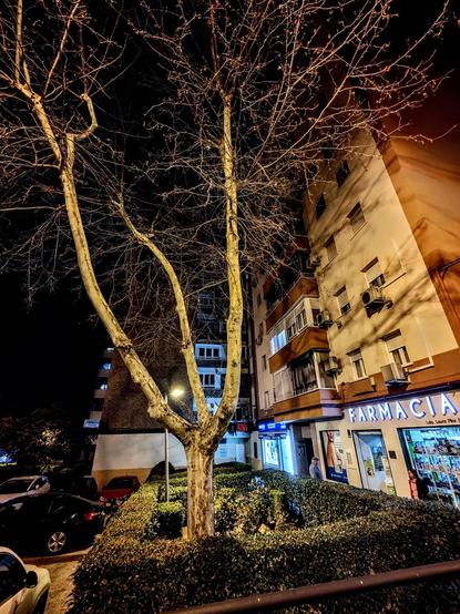 Una escena nocturna iluminada muestra un gran árbol de tronco claro y ramas desnudas que se alza entre un edificio de apartamentos de varios pisos y una farmacia iluminada. Los setos recortados rodean la base del árbol. El edificio es de color beige claro y tiene varias ventanas visibles. La farmacia, en la planta baja del edificio, tiene un letrero azul brillante que dice "FARMACIA". El cielo nocturno está oscuro, y hay coches aparcados en la calle. La escena proyecta una atmósfera urbana tranquila.