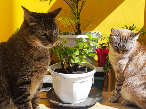 Dos gatos subidos a una mesa de terraza, a los lados de una maceta con una planta.