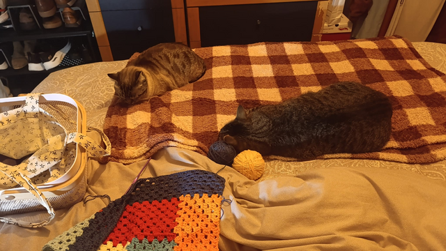 Los mismos gatos, ahora totalmente dormidos.