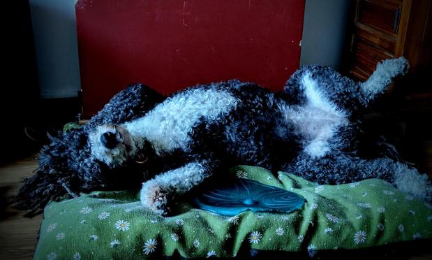 Una perra de aguas, de pelo negro y blanco rizado, está acostada boca arriba sobre una cama verde con estampado de margaritas. La perra parece estar durmiendo o descansando plácidamente.  Tiene un disco azul oscuro cerca de su cuerpo. El fondo es oscuro, con una superficie roja visible detrás del perro.