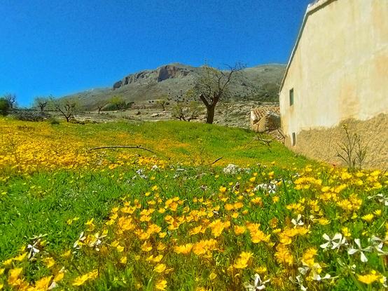 A sunny landscape featuring a field abundant with bright yellow wildflowers interspersed with green grass.  A tan, rustic building is partially visible on the right, with a rocky mountain in the background under a clear blue sky.  A few leafless trees (almond trees) stand near the building.