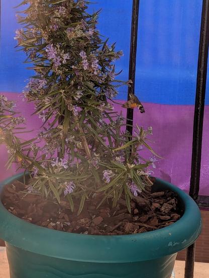 Planta pequeña de romero, con flores de color violeta. Se ven en el fondo los barrotes de un blancón y una bandera LGTBI colgada en ellos.

Hay un insecto con alas pardas y naranjas volando junto a las flores de la planta, seguramente libando néctar. Se lo ve de perfil, con las alas detenidas en el fotograma.