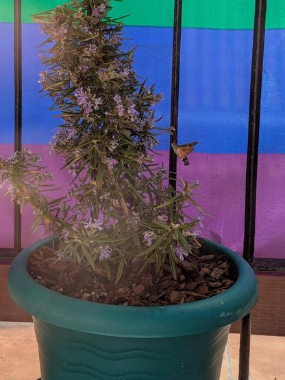 Planta pequeña de romero, con flores de color violeta. Se ven en el fondo los barrotes de un blancón y una bandera LGTBI colgada en ellos.

Hay un insecto con alas pardas y naranjas volando junto a las flores de la planta, seguramente libando néctar. Las alas en este fotograma están extendidas hacia arriba.