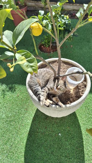 En la imagen se aprecia una gata parda con los ojos verdes vista desde arriba. Está tumbada mirando hacia arriba en una maceta grande donde hay un limonero plantado. Esta maceta está sobre un cesped artificial. Se aprecia también algún limón del arbol y sus hojas verdes. Al fondo hay algunas plantas más.