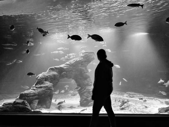 Una fotografía en blanco y negro muestra a una persona de pie frente a un gran acuario. La persona, cuya silueta se recorta contra el agua, parece estar observando a los peces. En el acuario, se ven varios peces de diferentes tamaños nadando en un entorno rocoso. La iluminación del acuario crea un efecto dramático, con rayos de luz que atraviesan el agua.