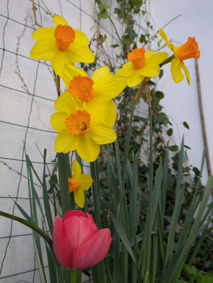 Un tulipán y varios narcisos en flor. Por algún extraño sentido random, tiene que ver con el texto. 