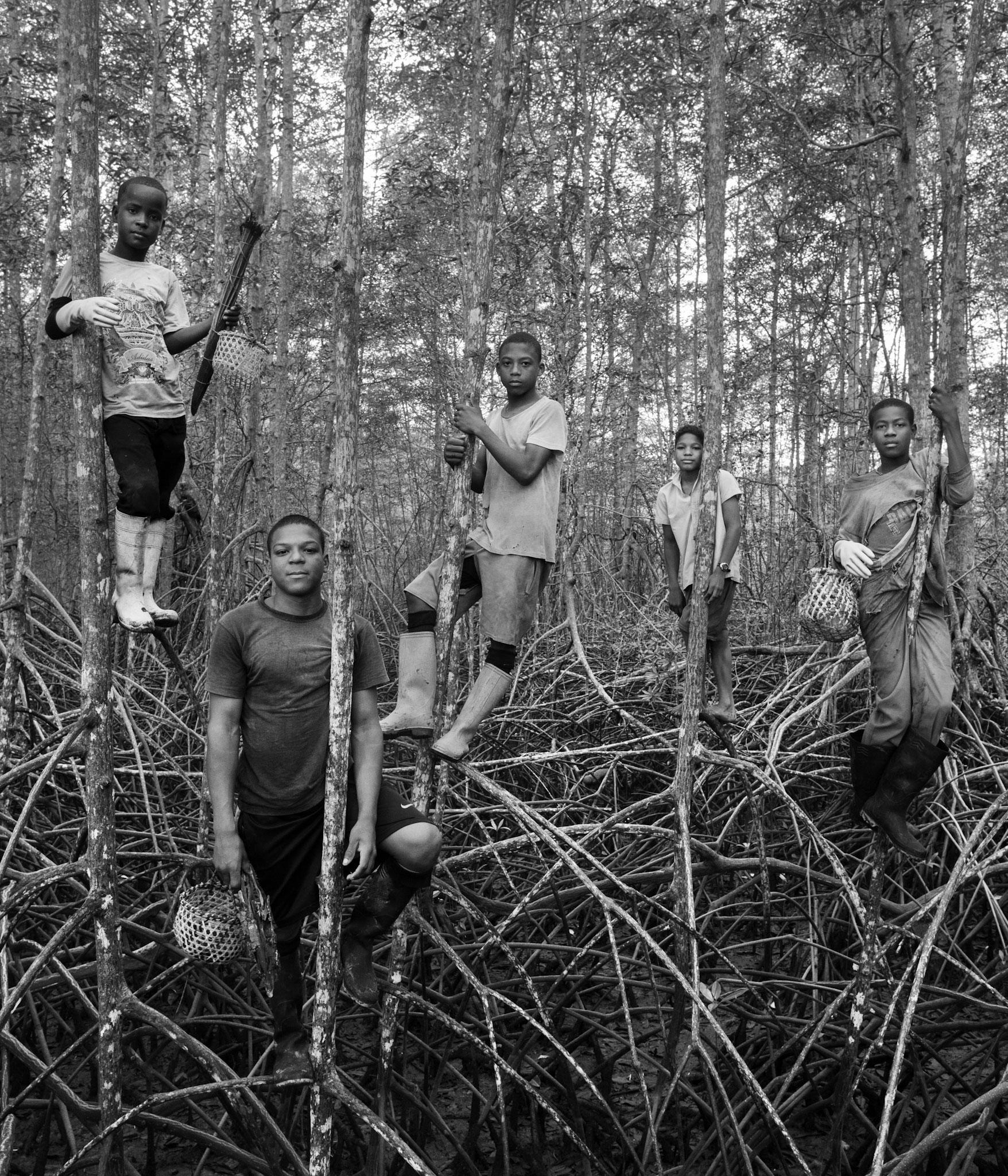 Felipe Jácome, jóvenes recolectores de conchas en el manglar, Ecuador. Se ven cinco jóvenes subidos a arboles en el manglar, cada uno lleva una bolsa de recolección para las conchas