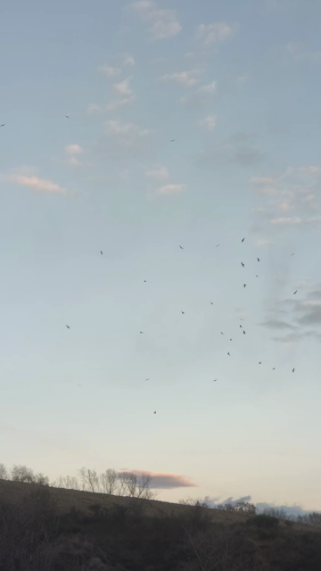 Un gran grupo de aves planean en el cielo.